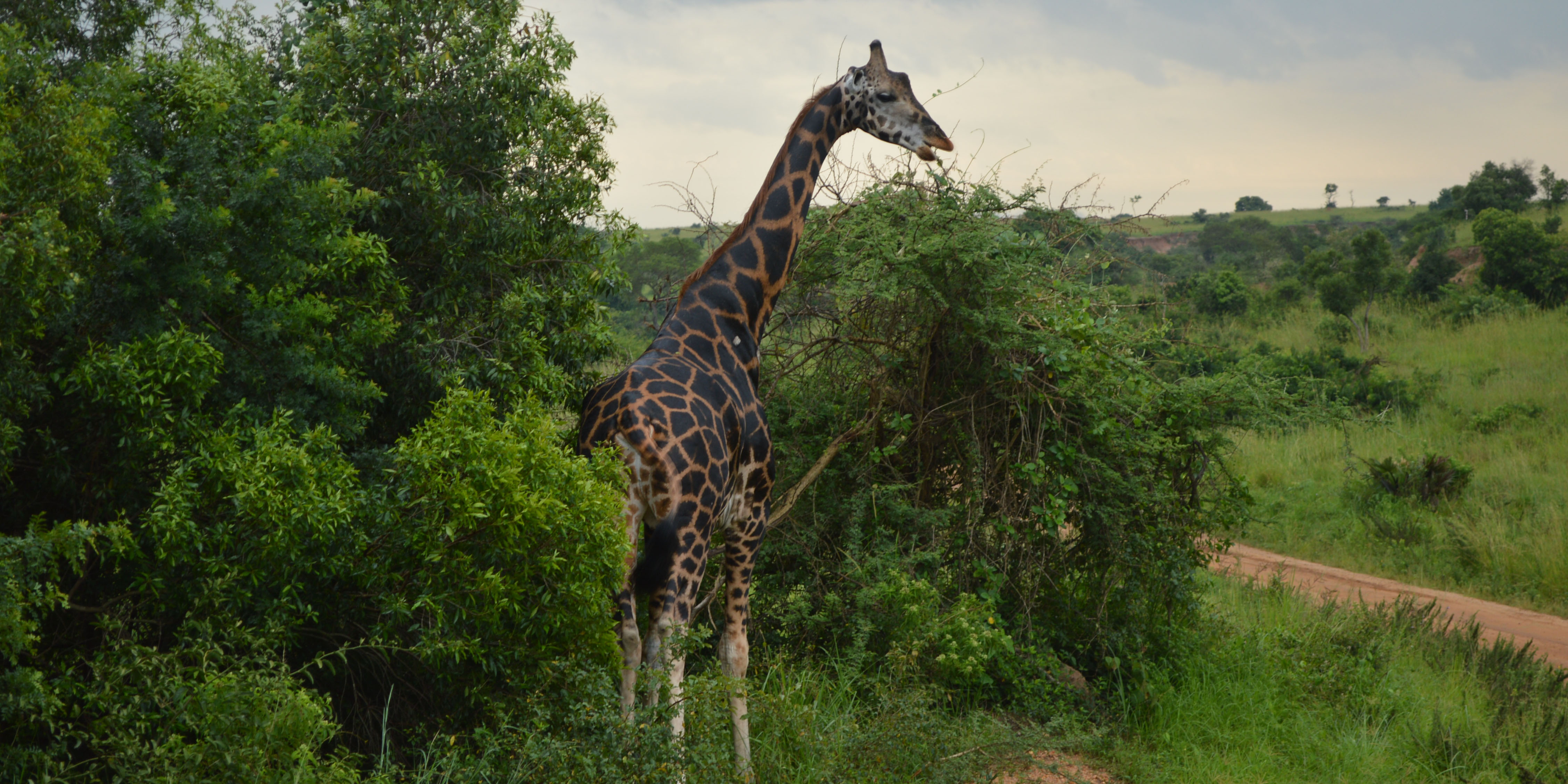 Reisen bedeutet Neues finden - Abenteuer Auslandssemester in Uganda Teil 2 2