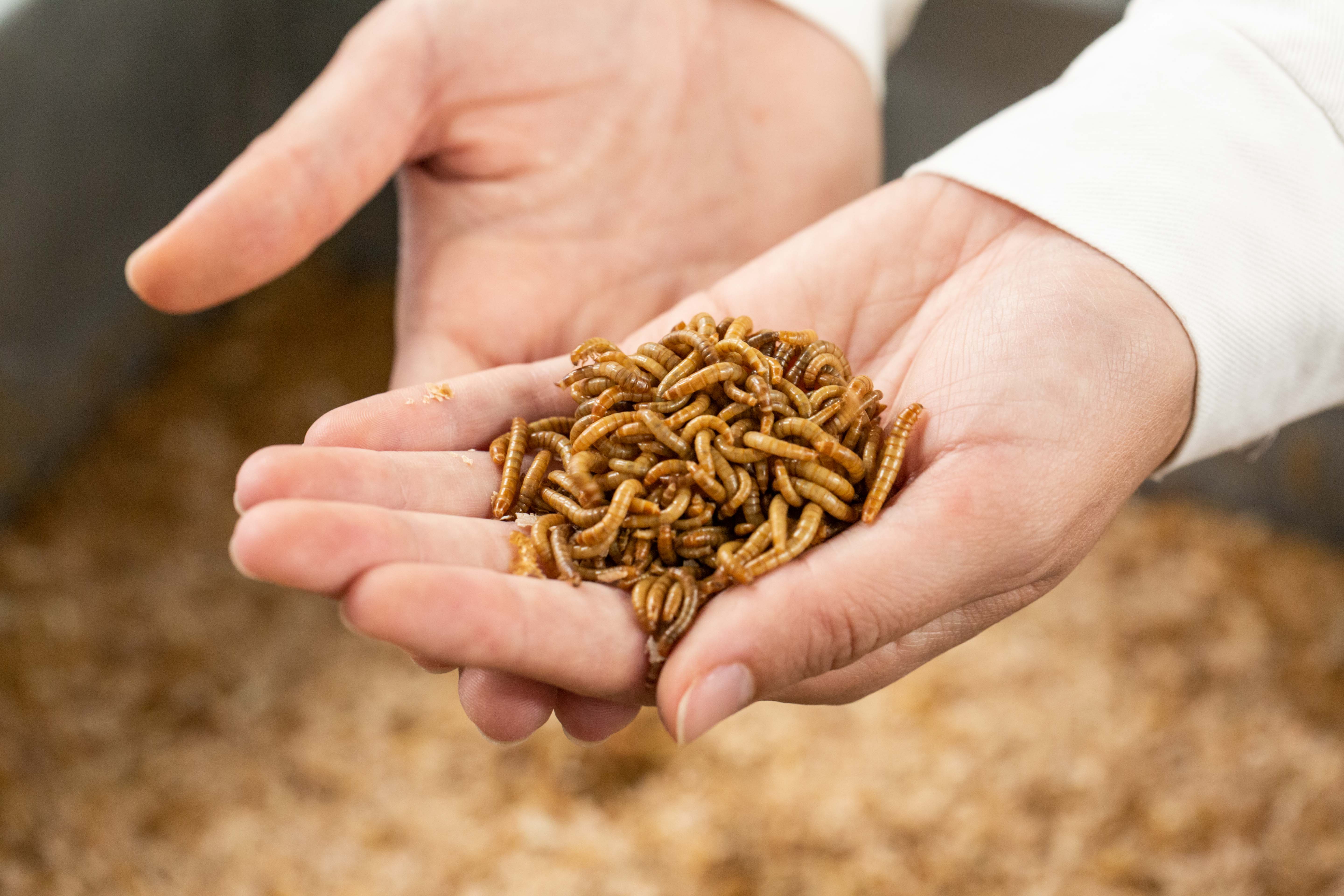 Sustainable Protein: Integrierte Insekten-Innovationen spi³ 12