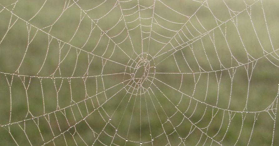 Netzwerkerinnen-Spinnennetz