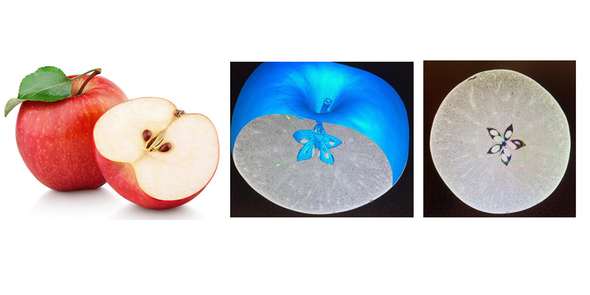 Untersuchung von organischen Strukturen am Beispiel eines Apfels