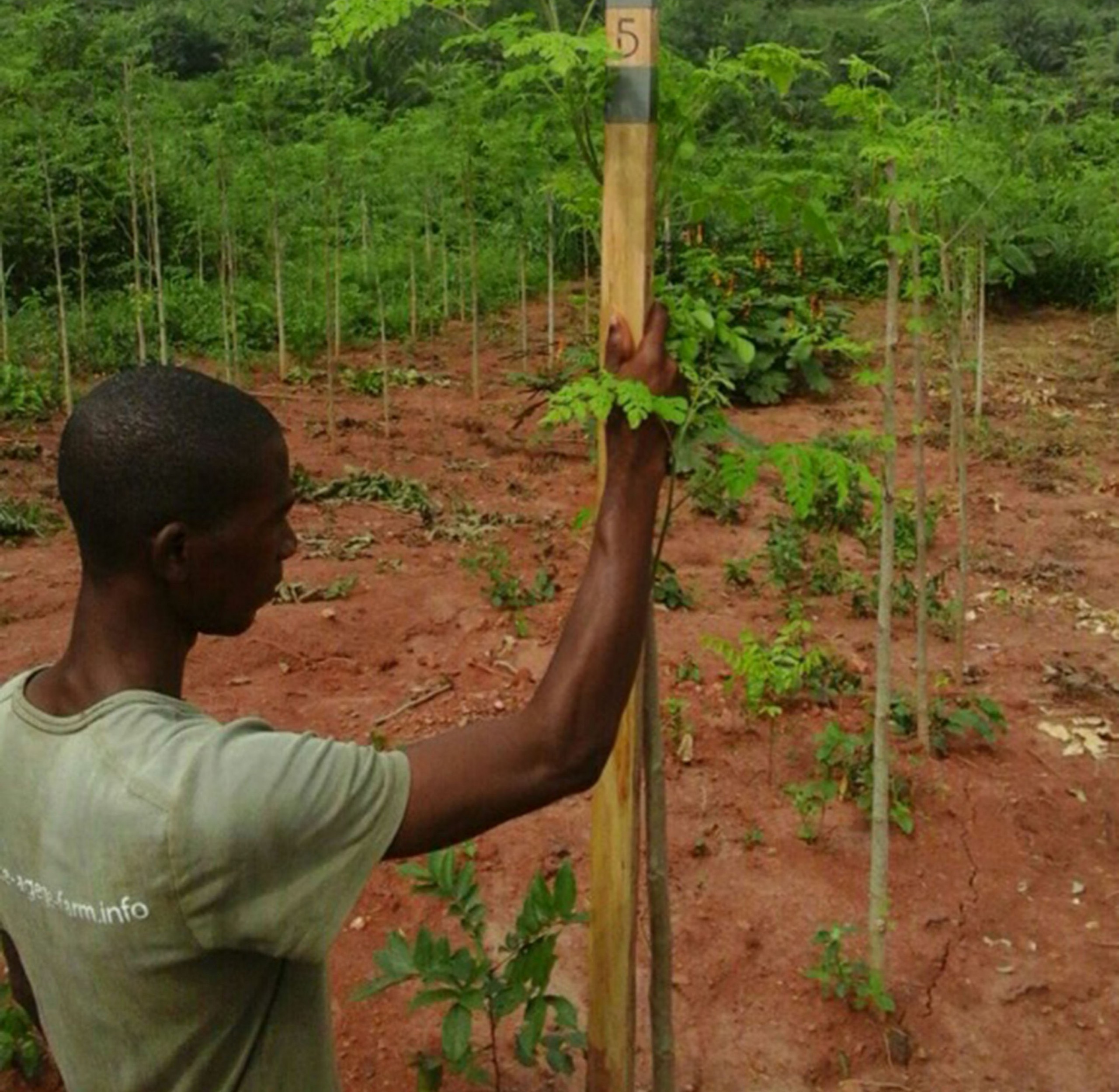 DIVAGRI: Forschung für afrikanische Kleinbauern