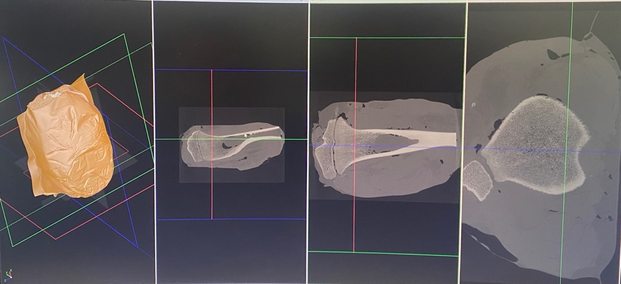 Untersuchter Schweineknochen mittels Mikro-CT