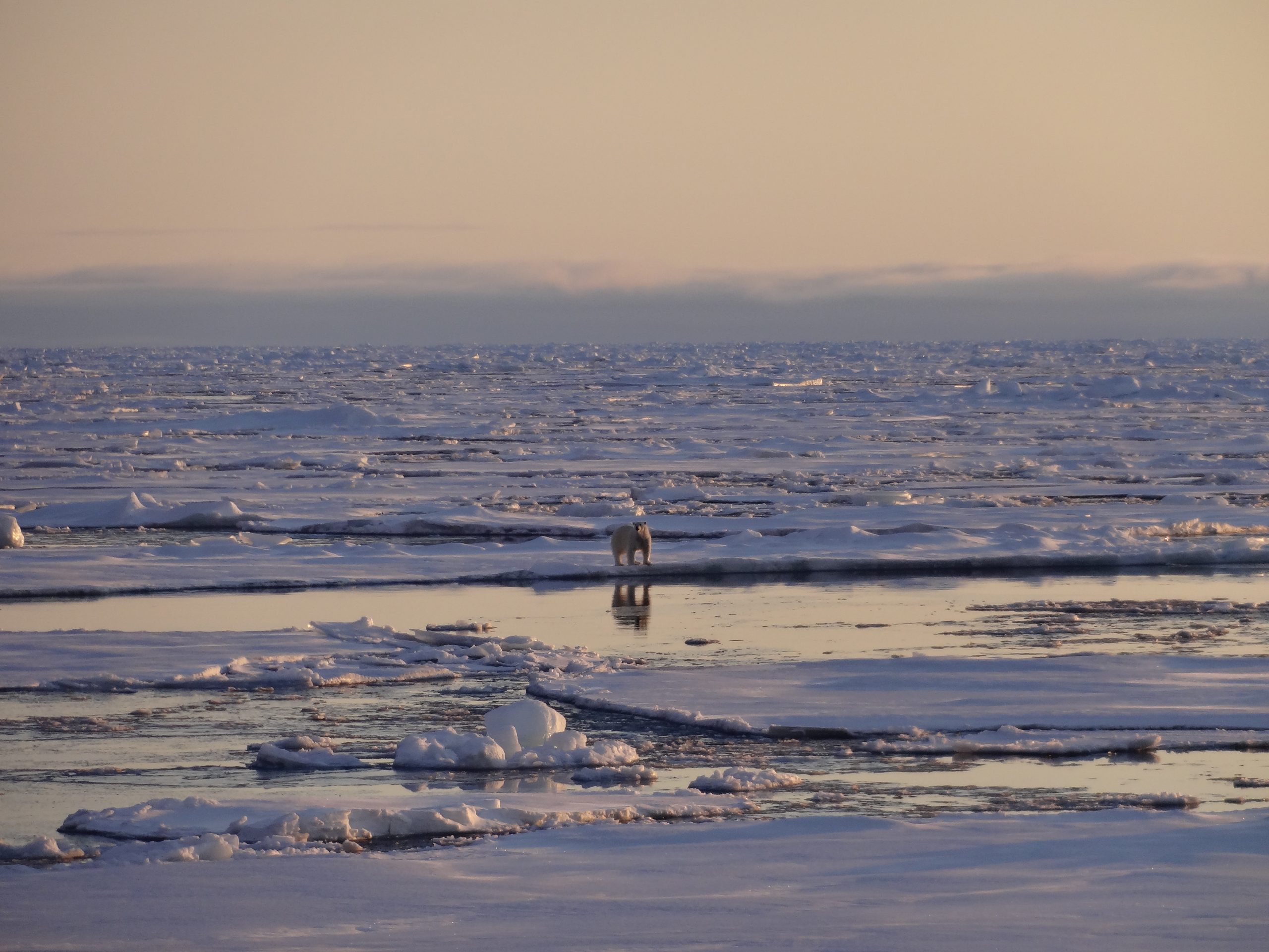 Nehmen Sie am FHJ Arctic Expedition Team teil