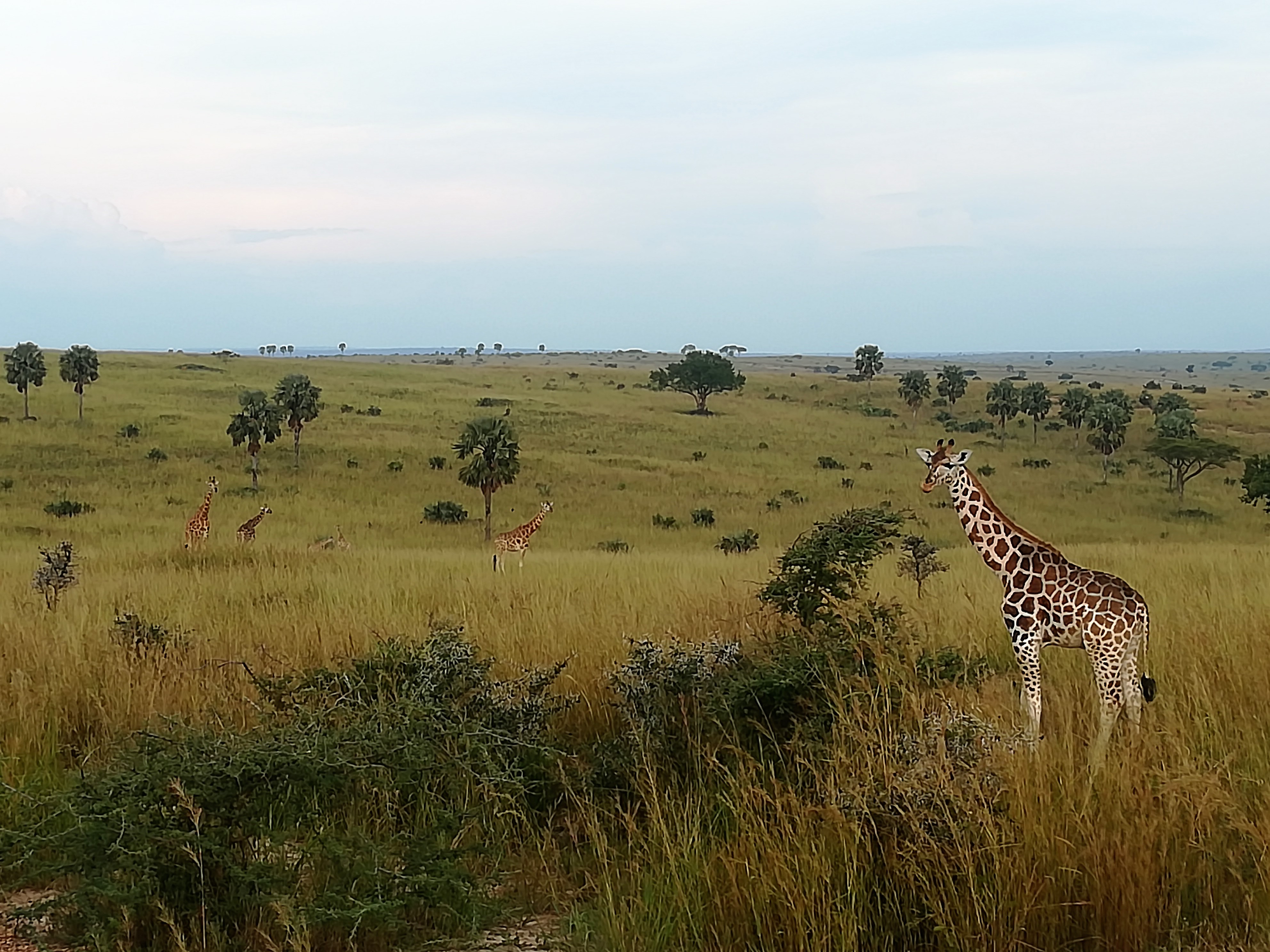 Safari im Murchison Falls Nationalpark